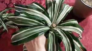 Размножение и обрезка драцены. Как заставить ветвиться драцену. Часть 2