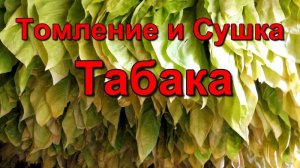 Сушка - Томление и Выжелчивание Табака.