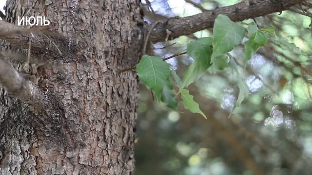 Как сделать еловые яблоки (Hybrid Apple) смотреть онлайн