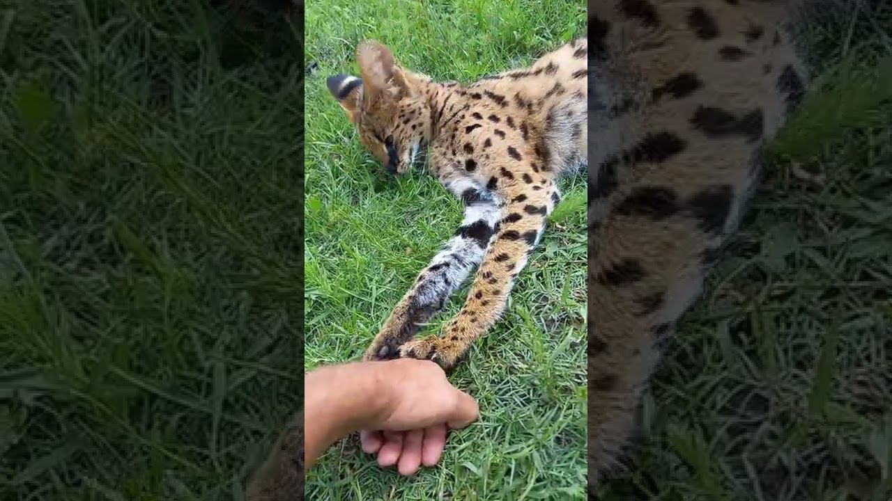 Буги для сервала. Boogie for serval. смотреть онлайн