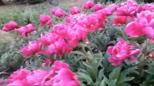 ПИОН КАНЗАС, PAEONIA KANSAS смотреть онлайн