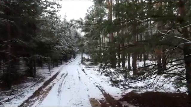 Гуляем с Лари...приглашаем с нами в декабрьский лес... смотреть онлайн