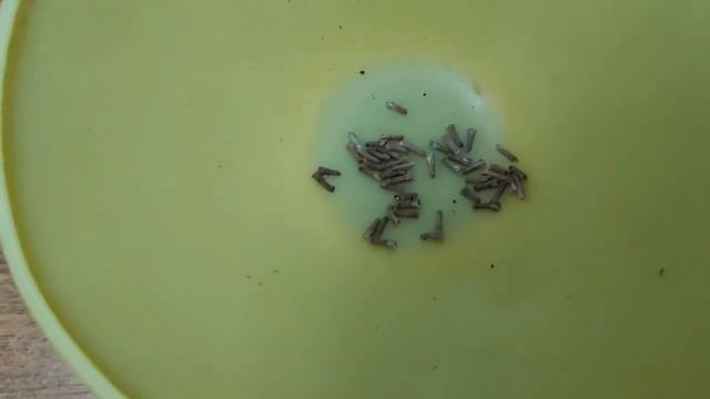 #ВЕРБЕНА ПОСЕВ. ПОМОГИТЕ РАЗОБРАТЬСЯ, КОГДА ВСХОДИТ ВЕРБЕНА!