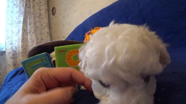 Funny dog Videos-Mirashow/Снежные бишоны смотреть онлайн