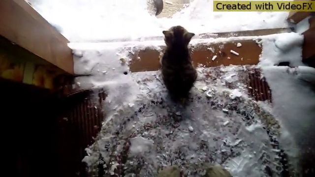 Тупое видео под песню малиновый рассвет смотреть онлайн