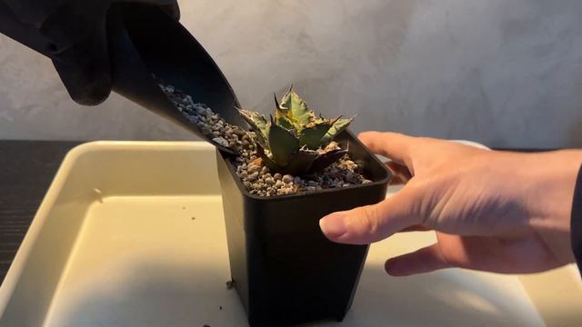 Agave titanota ‘𝙲𝚊𝚎𝚜𝚊𝚛’ repotting 嚴龍 凱薩 入盆 смотреть онлайн