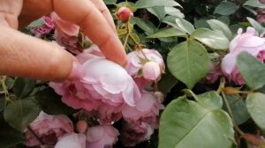 Плетистая роза Жасмина