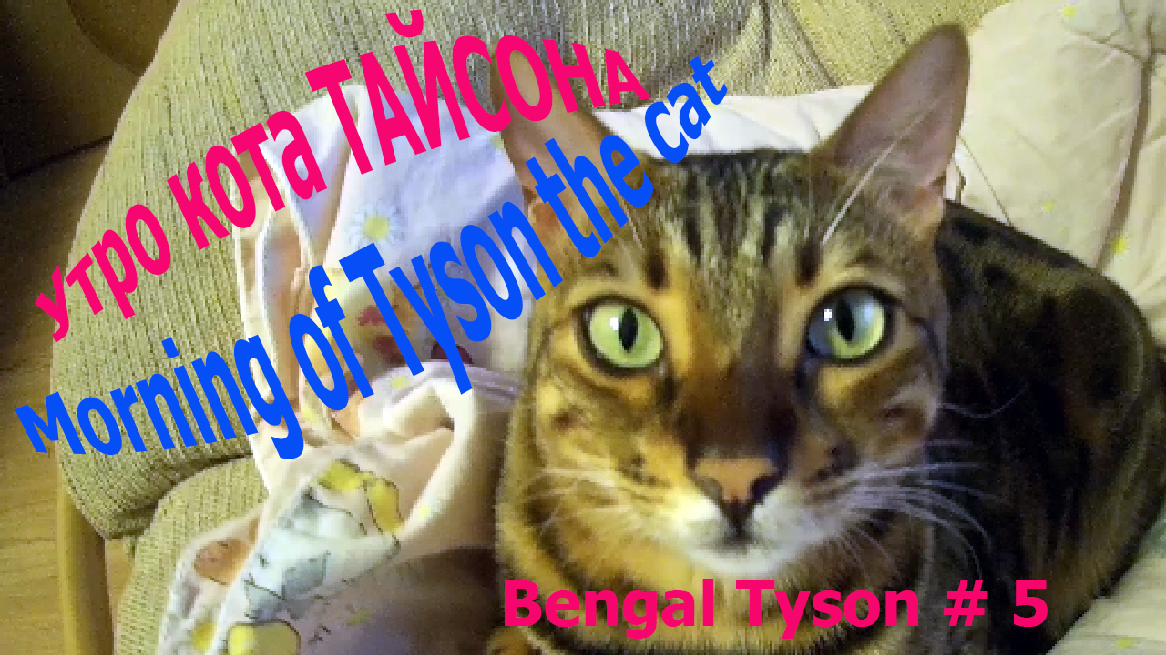 Бенгальский кот Тайсон - Bengal Cat Tyson_1