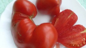 О заказе семян  Вкуснейшие томаты Красный ангел Красный волк Левушка Лепешки Кызыл тау