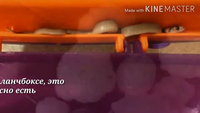 15 причина из Австралии, после которых туда не захочется ехать ни за что и никогда смотреть онлайн