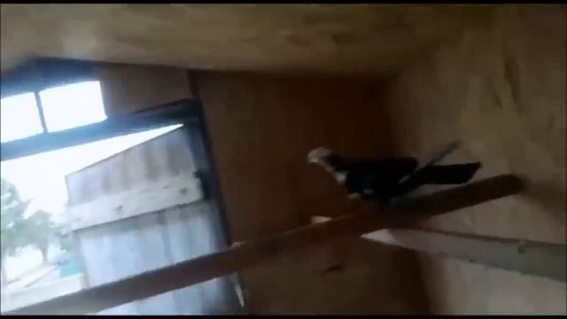 Винтовые Бакинские Голуби Подписчика из Казахстана / Baku Pigeon in Kazakhstan ( Ерсункар Лауия ) смотреть онлайн