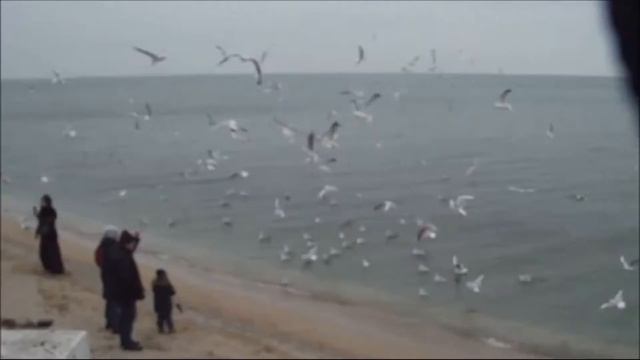 Бердянск. Выставка картин. Фото и видео Бердянска. 03.12.2020 смотреть онлайн