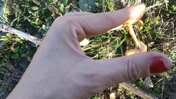 Marasmius oreades. Senderuela.