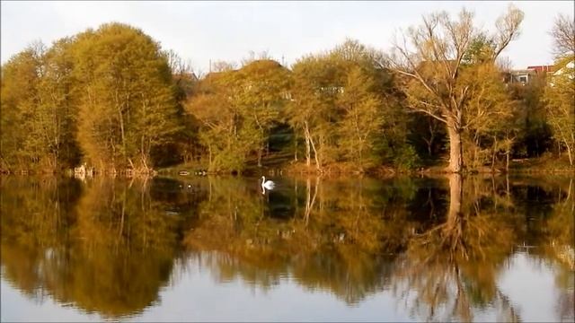 ЗДЕСЬ СНЫ СБЫВАЮТСЯ *)))   ((Вейделевка - пруд   ((Вкт Д.