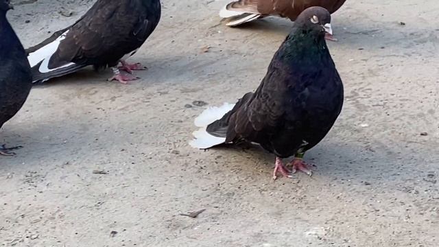 Мелитопольские голуби. Любим и ценим своё… смотреть онлайн