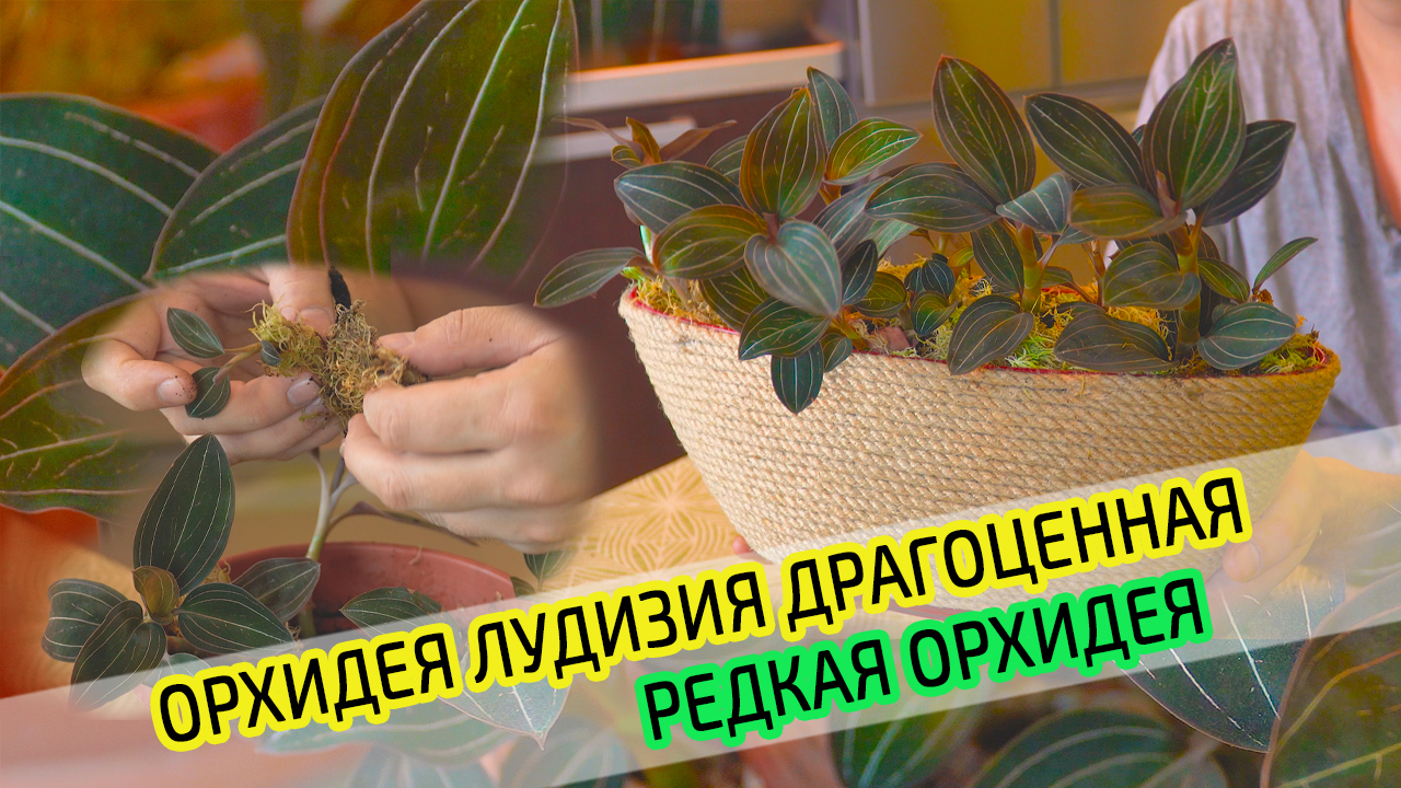 Орхидея Лудизия Драгоценная. Уход, размножение, пересадка в домашних условиях. смотреть онлайн