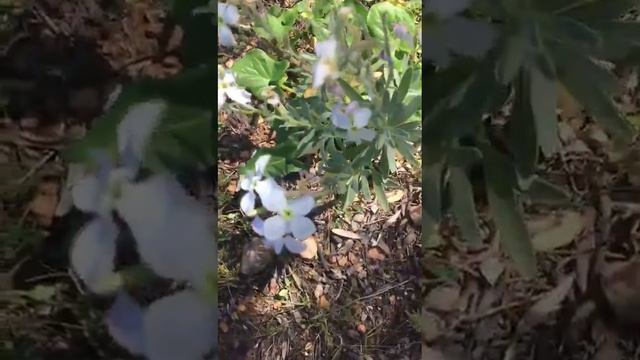 Тур по нашему саду в фазенде на Маёрке,различные деревья, ромашки, кусты розмарина и различные цвет смотреть онлайн
