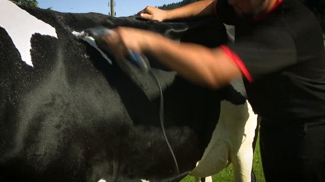 Heiniger Xperience 2-speed clipper for cattle and horse смотреть онлайн