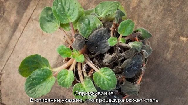 Фиалка Ness Crinkle Blue — особенности растения смотреть онлайн
