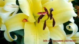 Лилия от-гибрид Биг Бразер ? обзор: как сажать, луковицы лилии Биг Бразер