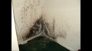 КАК ИЗБАВИТЬСЯ ОТ НАСЕКОМЫХ В ВАННОЙ