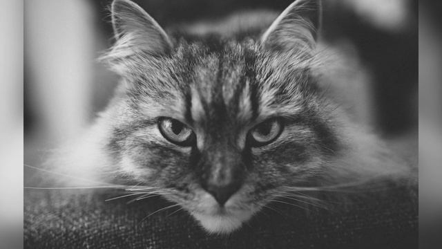 Сибирская кошка: описание, характеристики, 132 фото | 101kote.ru смотреть онлайн