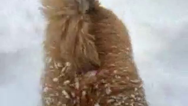 "Obe" norfolk Terrier смотреть онлайн