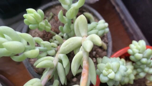 Маммилярия Вальда. Её цветы и бутоны. Сеянцы маммилярии пролифера. Обновки в коллекции. смотреть онлайн