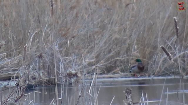 ОХОТА ЗА СЕЛЕЗНЕМ. В КАРАНТИНЕ! смотреть онлайн