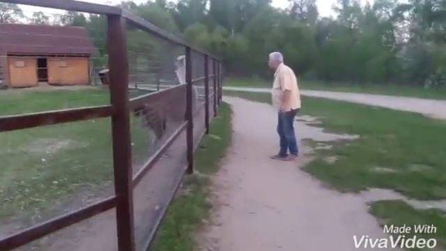 Лама-Верблюд смотреть онлайн