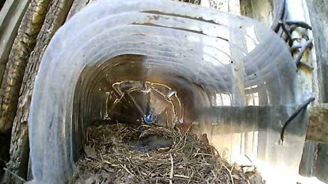 10 июня 2021 12:32 Трясогузки кормят 5 птенцов в гнезде на балконе смотреть онлайн