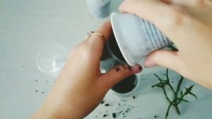 Черенкование Хатиоры и посадка черенков в субстрат.