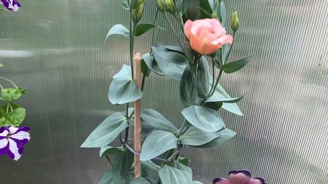 Эустома расцвела смотреть онлайн