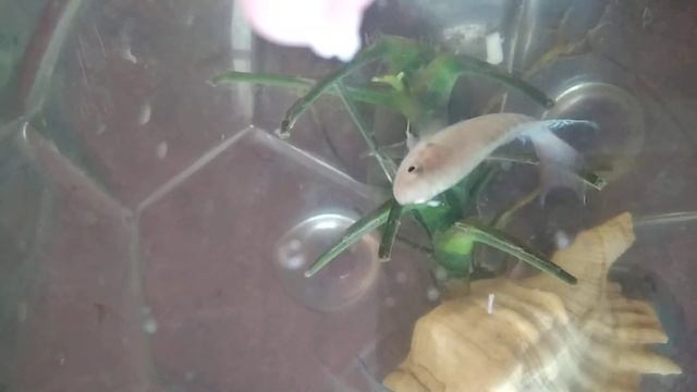 Макраподы едят рыбу хек. Выпрыгивают из аквариума