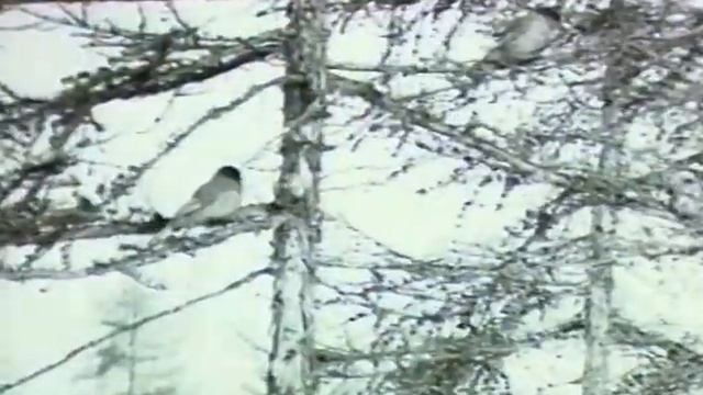 Ко Дню коневода- табунщика в Якутии. Киноочерк "Эта якутская лошадь" 1980 года. смотреть онлайн