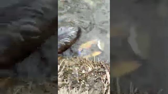 На Камчатке спасли похищенного воронами детеныша ондатры смотреть онлайн