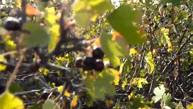 Ягоды смородины созревают, ещё коричневых много, но чёрных больше летом 2021 года смотреть онлайн