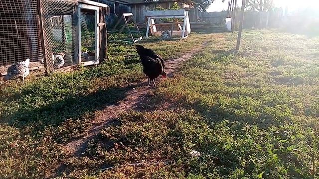 Цыплята микс пород, Маран, Амераукана и Русская хохлатая на прогулке!!! смотреть онлайн