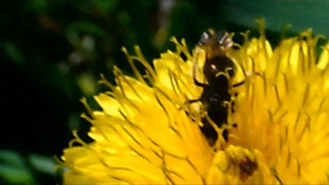 Cover Linoleum NOFX  - Punk Cover