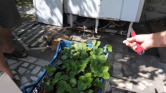 Видео отзыв о рассаде клубники. Питомник Рассадофф смотреть онлайн