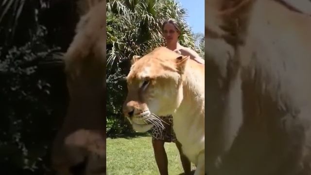 Это мощная и самая большая кошка в мире? Лигр смотреть онлайн