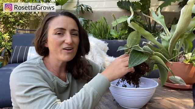 Hoya Macrophylla Variegata | Repotting And Care