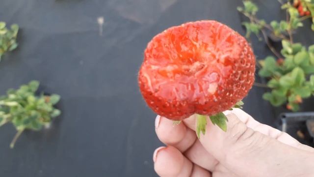 Маэстро (ремонтант) клубника, плодоношение 2022 смотреть онлайн