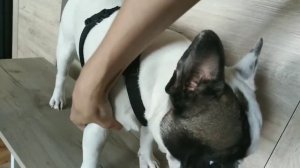 Анатомически правильная шлейка для собаки как выглядит.