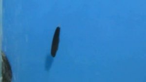 Нож черный - Аквариумная рыба!!!