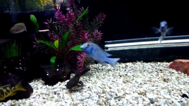BEAUTIFUL Blue Dolphins!