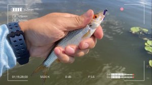 Мормышинг на большой реке. Dayo prestige CX - 4 185.