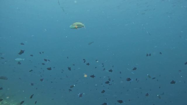 обзор+Галя показывает ползущую ракушку