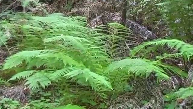 Getting to Know Our Watershed: Fall Creek смотреть онлайн
