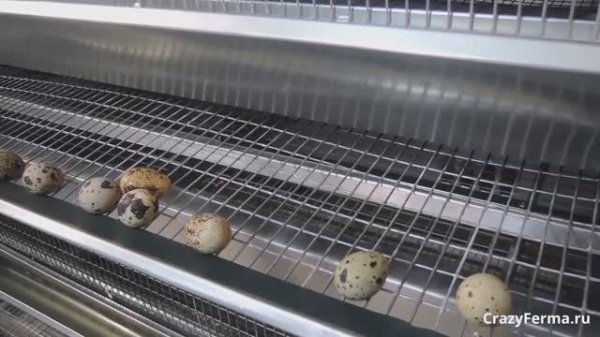 Клетка для Перепелов Комфорт с новой системой пометоудаления _КОМФОРТ-2_. CrazyFerma.ru